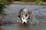 ALASKAN MALAMUTE 659